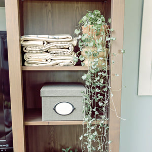 Dichondra Argentea PolySilver Seeds. Silver Falls Ponysfoot. Pack options