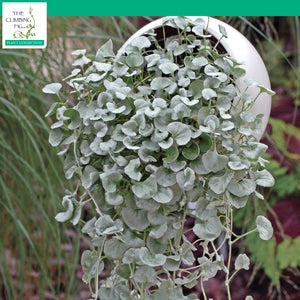 Dichondra Argentea PolySilver Seeds. Silver Falls Ponysfoot. Pack options