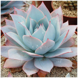 Echeveria Cante Seeds