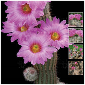Echinocereus Fitchii Lace Cactus Seeds