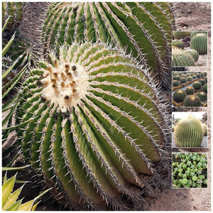 Echinocactus Giant Barrel Cactus Seeds