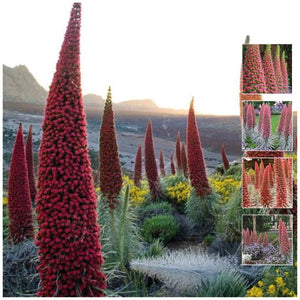 Echium Wildpretii Sangre Montana Seeds