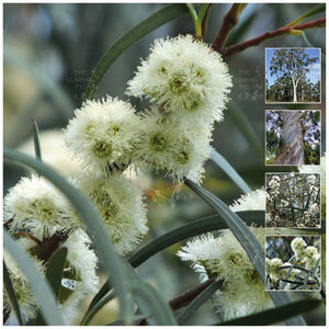 Eucalyptus Pulchella White Peppermint Gum Seeds