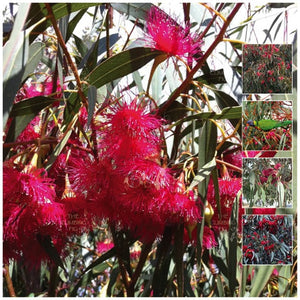 Eucalyptus Red Flowering Yellow Gum Seeds