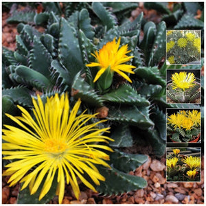 Faucaria Tigrina Tiger's Jaw Seeds
