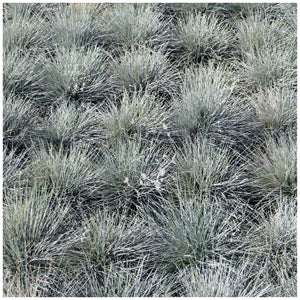 Festuca Glauca Dusty Trooper Seeds