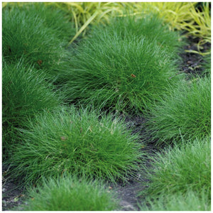 Festuca Ovina Green Trooper Seeds