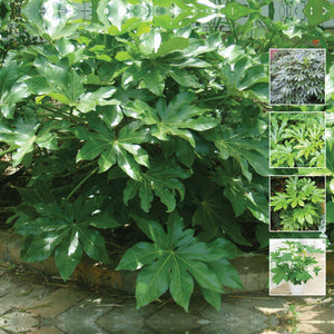 FATSIA Japonica Japanese Aralia Seeds. Glossy green foliage. Suitable indoor