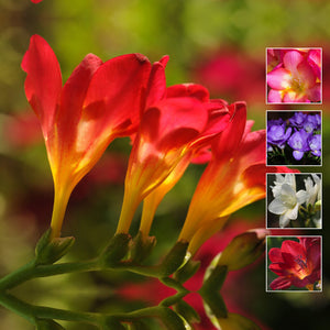 FREESIA Scented Bright Giants Seeds. Very large flowers. Premium variety