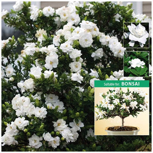 Gardenia Jasminoides Cape Jasmine Seeds