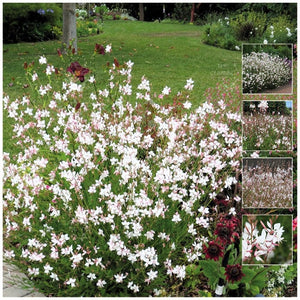 Gaura Symphony Bride Seeds