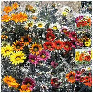 Gazania Fluro On Silver Mix Seeds