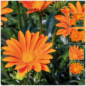 Gazania Gazoo Clear Orange Seeds