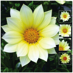 Gazania Gazoo Clear Vanilla Seeds