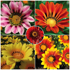 Gazania Intrepid Hybrid Mix Seeds