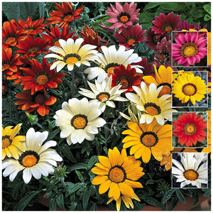 Gazania Kiss Frosty Mix Seeds