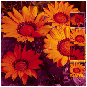 Gazania Kiss Frosty Orange Seeds