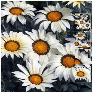 Gazania Kiss Frosty White Seeds