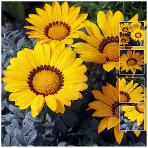 Gazania Kiss Frosty Yellow Seeds