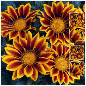 Gazania Kiss Golden Flame Seeds