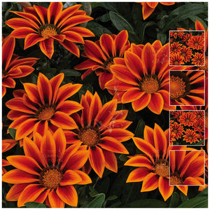 Gazania Kiss Orange Flame Seeds