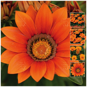Gazania Kiss Orange Seeds