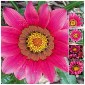 Gazania Kiss Rose Seeds