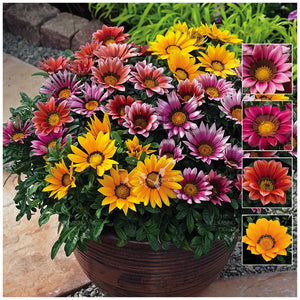 Gazania Kiss and Tell Mix Seeds
