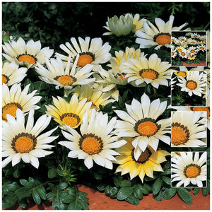 Gazania Kiss White Seeds