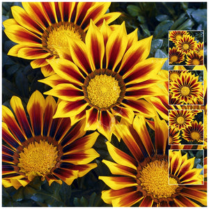 Gazania Kiss Yellow Flame Seeds
