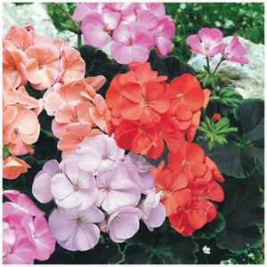 Geranium Black Velvet Series Seeds