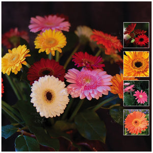 Gerbera Vibrant Collection Seeds