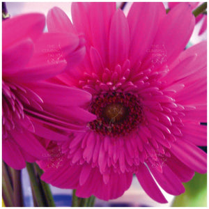 Gerbera Flori Line Maxi Double Rose Seeds