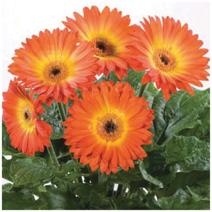 Gerbera Flori Line Midi Fireball Seeds