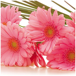 Gerbera Flori Line Maxi Hot Pink Seeds