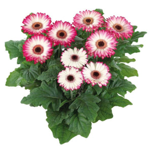 Gerbera Flori Line Midi Monet Seeds