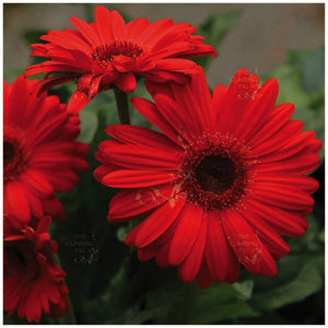Gerbera Flori Line Maxi Red Seeds
