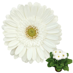 Gerbera Flori Line Maxi White Seeds