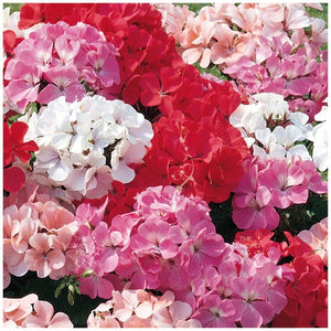 Geranium Ringo Hybrids Mix Seeds