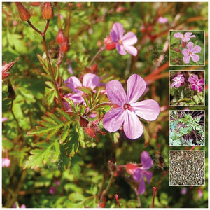 Geranium Robertianum Herb Robert Seeds
