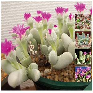 Gibbaeum Pubescens Shandii Stones Seeds