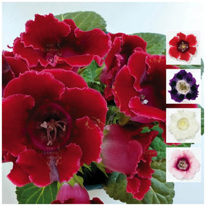 Gloxinia Empress Hybrid Mix Seeds