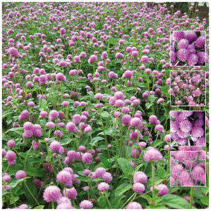 Gomphrena Audray Pink Seeds