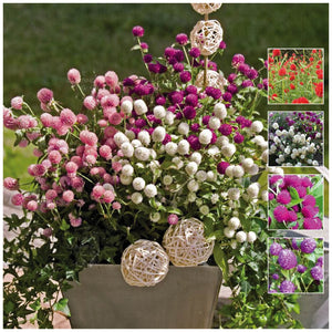 Gomphrena Buddy Mix Seeds