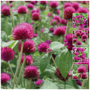 Gomphrena Buddy Purple Seeds