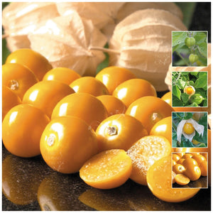 Gooseberry Goldie Seeds