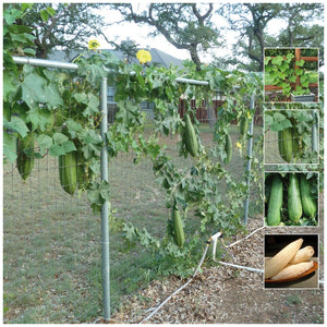 Gourd Lufa Loofah Natura Seeds
