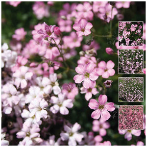 Gypsophila Angel's Breath Pink Seeds