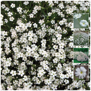 Gypsophila Covent Garden Seeds