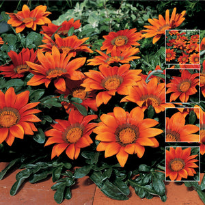 GAZANIA Kiss Bronze Seeds. Premium hybrid variety. Large flowers